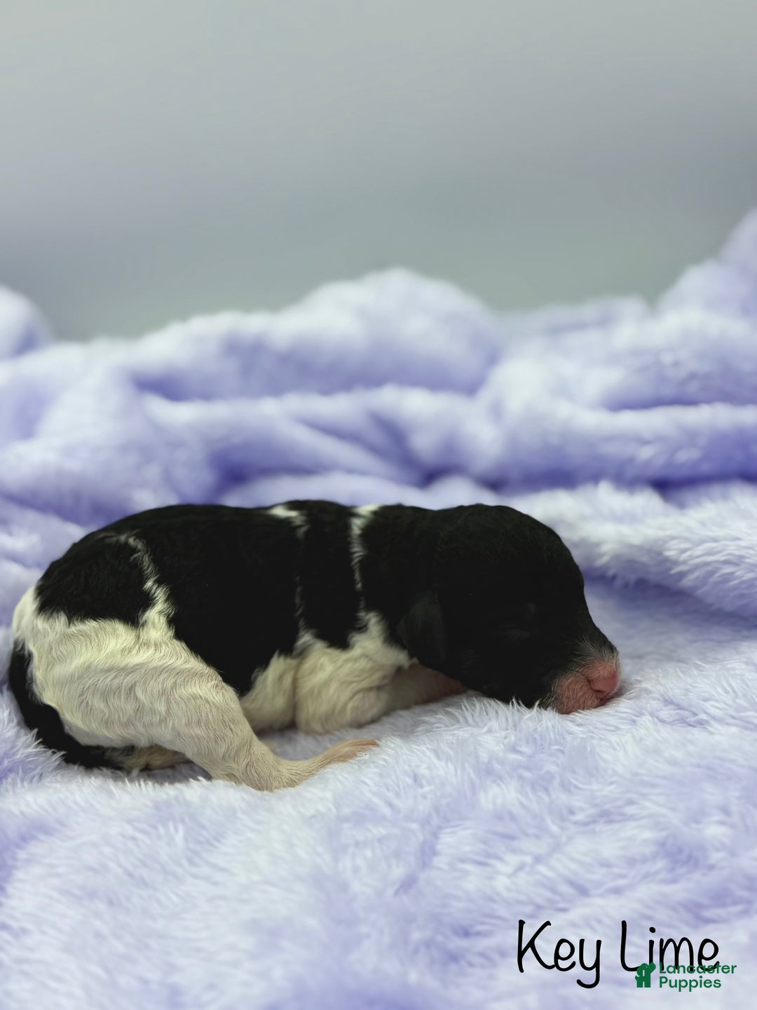 Sheepadoodle dogs for sale: Key Lime - Ad 8