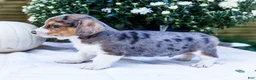 Mixed Breed dogs for sale: Pepper - Ad 4