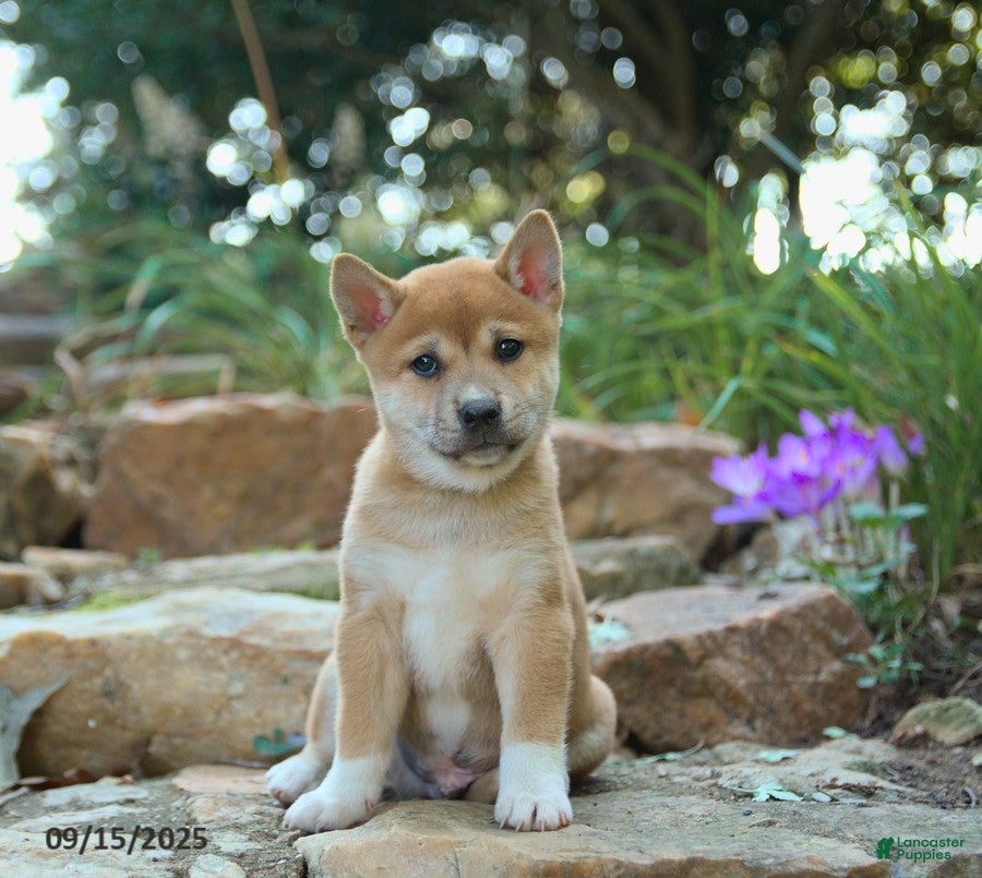 Tan Shiba Baby Shiba Mini Shiba Inu Puppies For Sale Shiba Inu