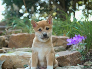 Tan Shiba Baby Shiba Mini Shiba Inu Puppies For Sale Shiba Inu