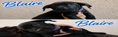 Cane Corso 2