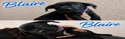 Cane Corso dogs for sale: Cane Corso 2 - Ad 1