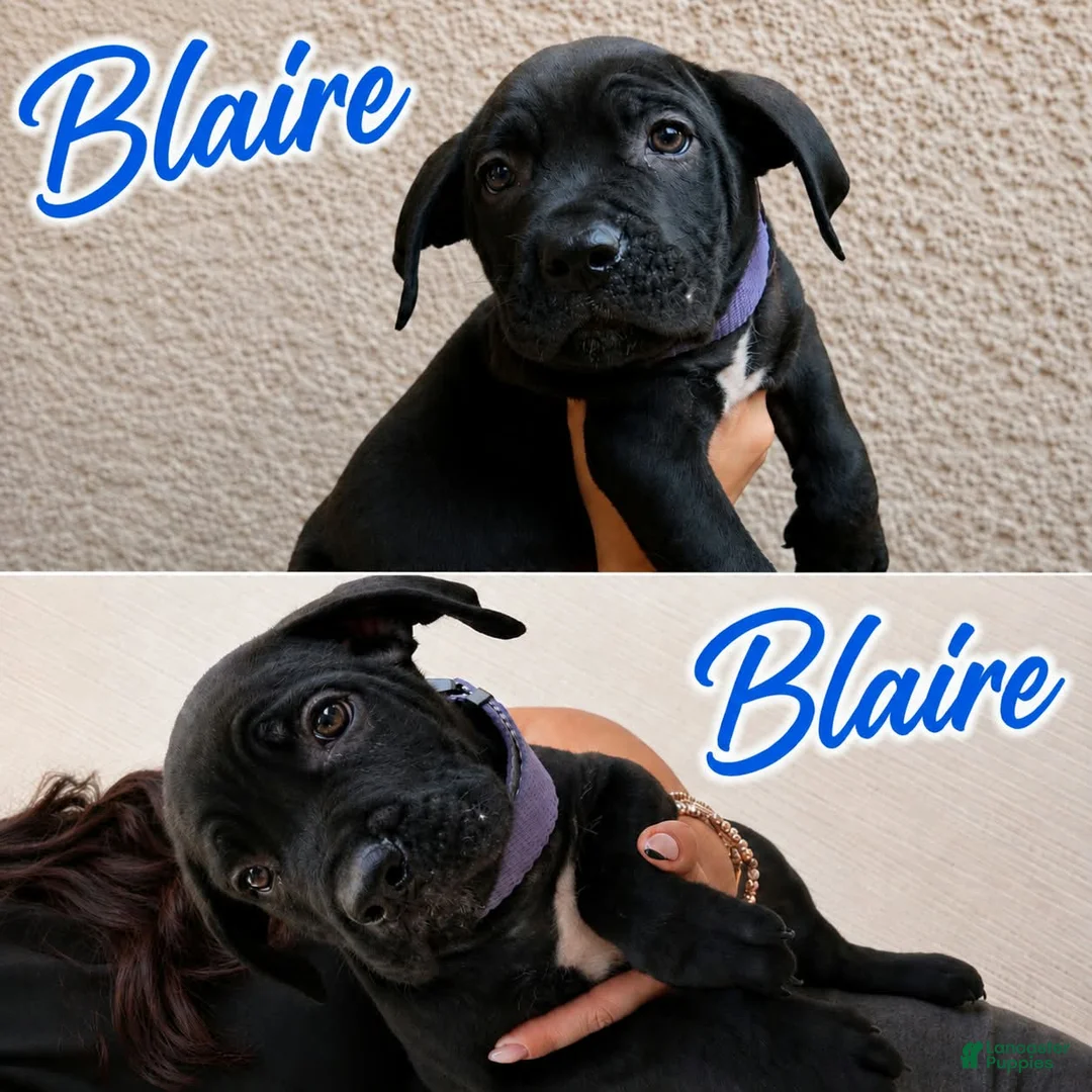 Cane Corso dogs for sale: Cane Corso 2 - Ad 1