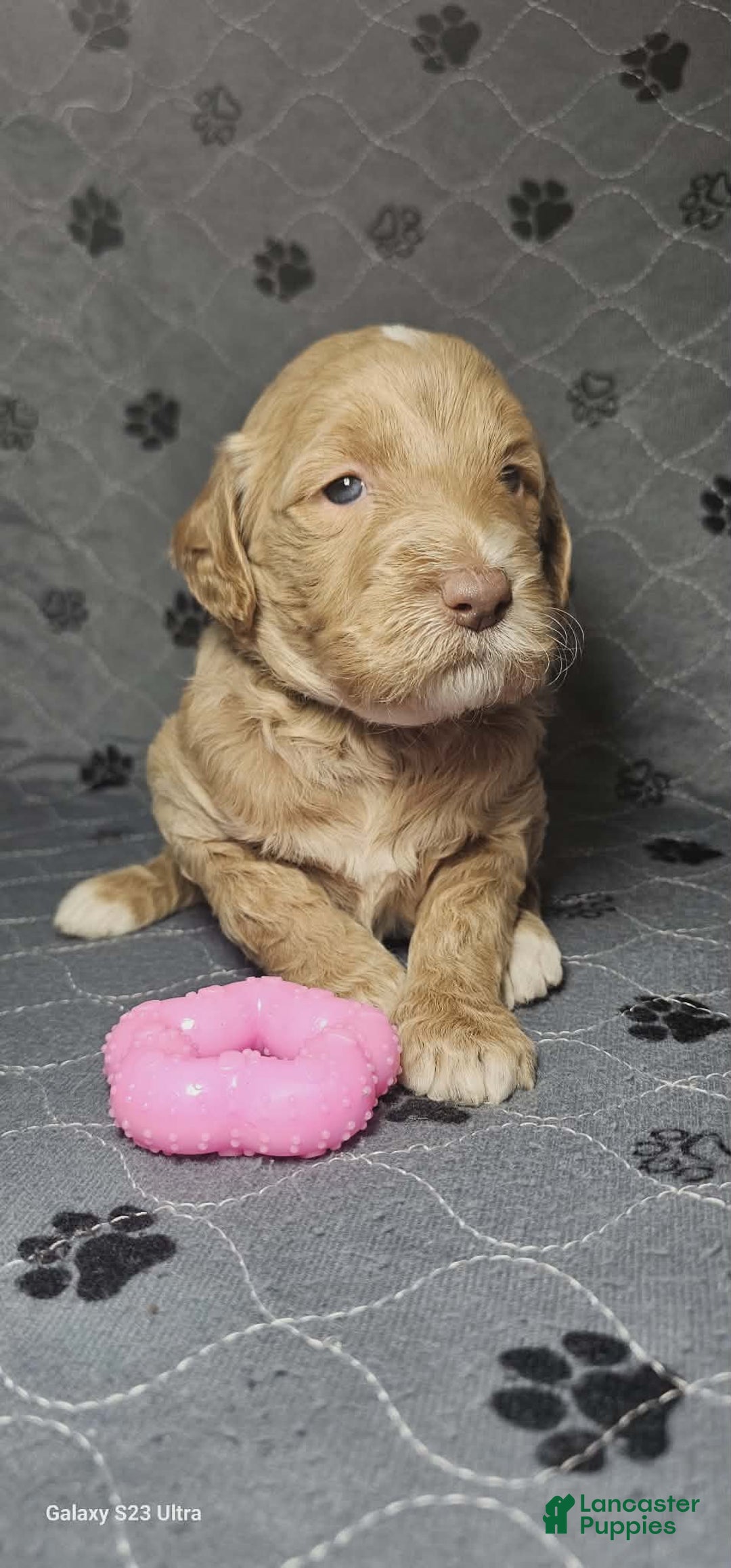 Goldendoodle dogs for sale: Espresso  - Ad 4