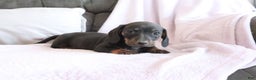 Miniature Dachshund dogs for sale: Shelby - Ad 3