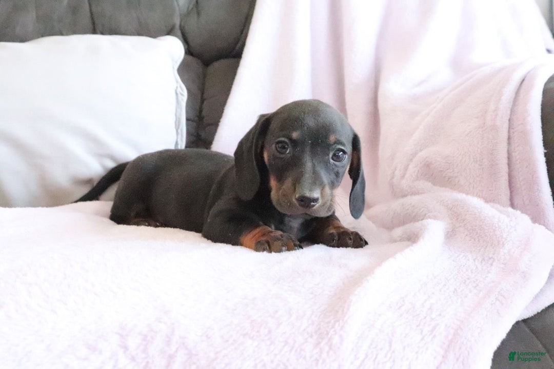 Miniature Dachshund dogs for sale: Shelby - Ad 3
