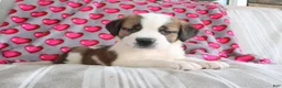 Saint Bernard dogs for sale: Serenity - Ad 3