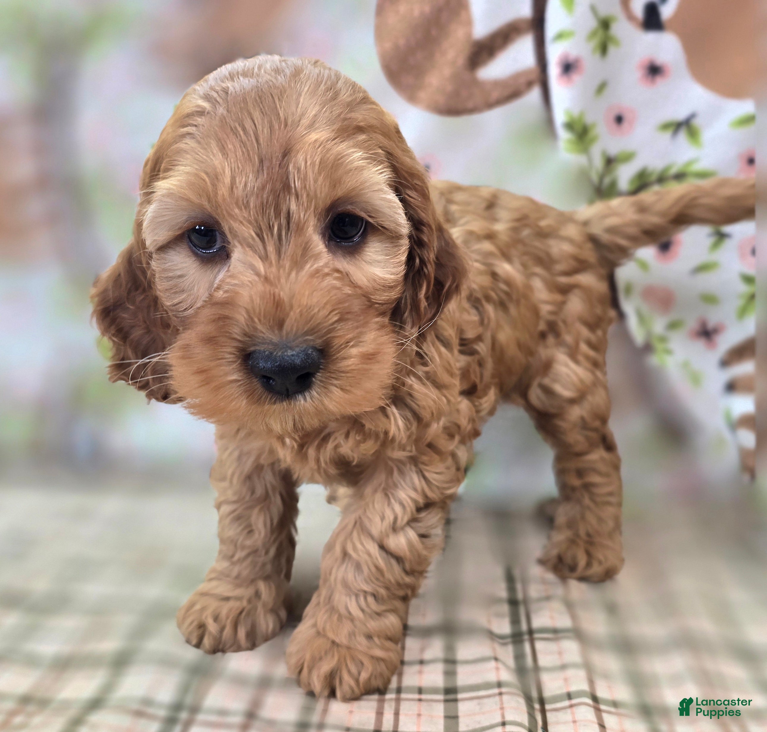 Cockapoo dogs Moonbow - Ad 12