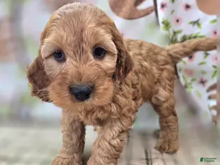 Cockapoo dogs Moonbow - Ad 12