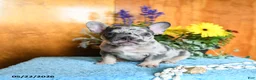 French Bulldog dogs for sale: Pearl - Ad 4