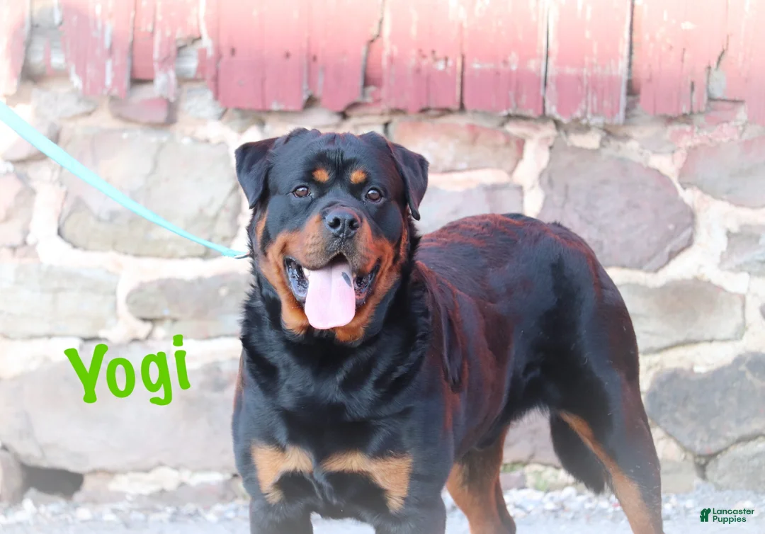 Rottweiler dogs for sale: Azor  - Ad 6
