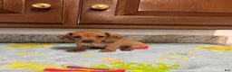 Miniature Dachshund dogs for sale: Addie - Ad 4