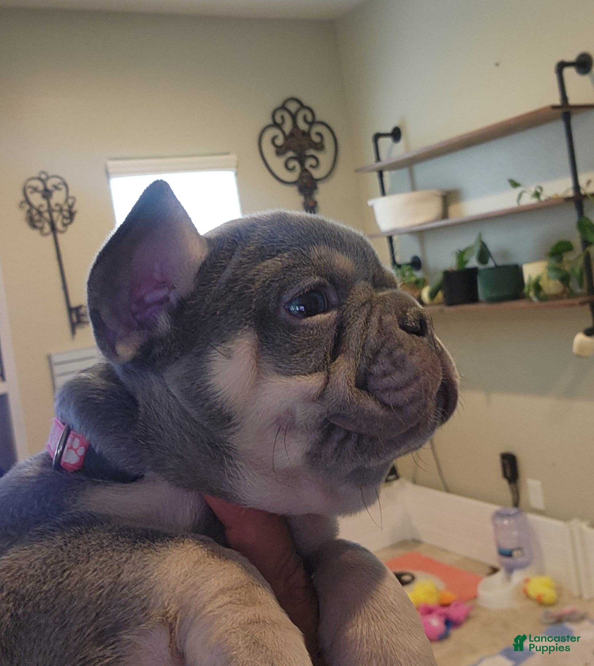 French Bulldog dogs for sale: French Bulldog Pink Pup - Ad 2