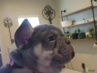 French Bulldog dogs French Bulldog Pink Pup - Ad 35