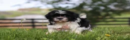 Shih Tzu dogs for sale: Jayden - Ad 4