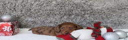 Miniature Dachshund dogs for sale: Shepard - Ad 15
