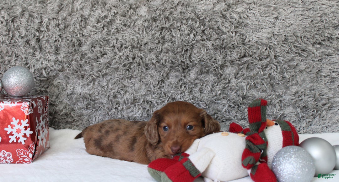 Miniature Dachshund dogs for sale: Shepard - Ad 15