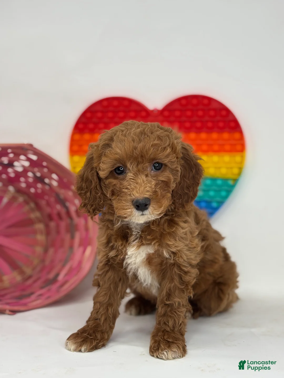 Mini Goldendoodle dogs for sale: Frieda - Ad 2