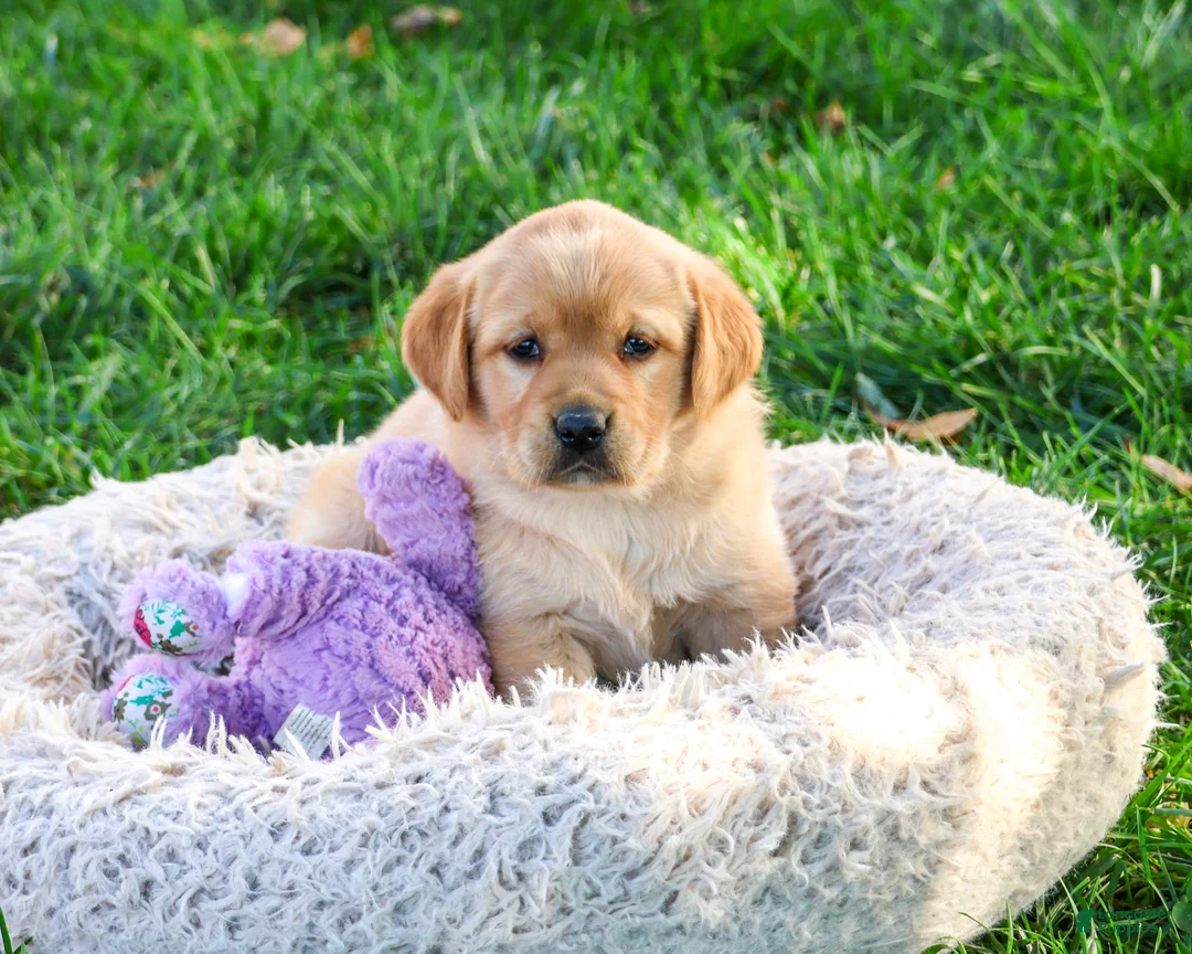 Goldador dogs for sale: Bridget - Ad 2