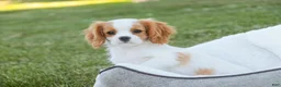 Cavalier King Charles Spaniel dogs for sale: Lars - Ad 4