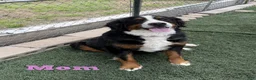 Bernese Mountain Dog dogs for sale: Mac - Ad 5