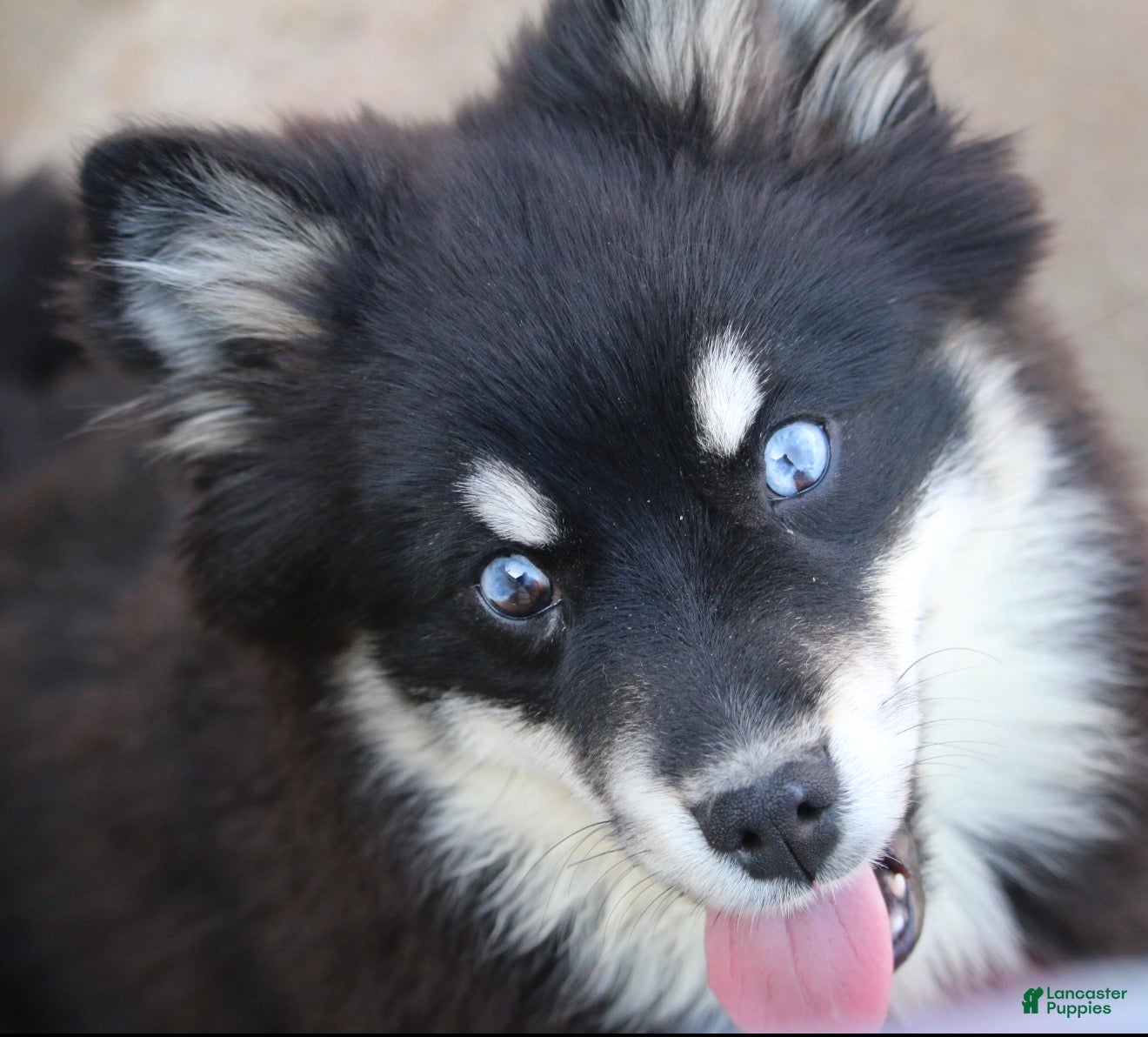 Pomsky dogs Hope - Ad 2