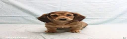 Dachshund dogs for sale: Adam - Ad 5
