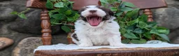 Havanese dogs for sale: Niles - Ad 3