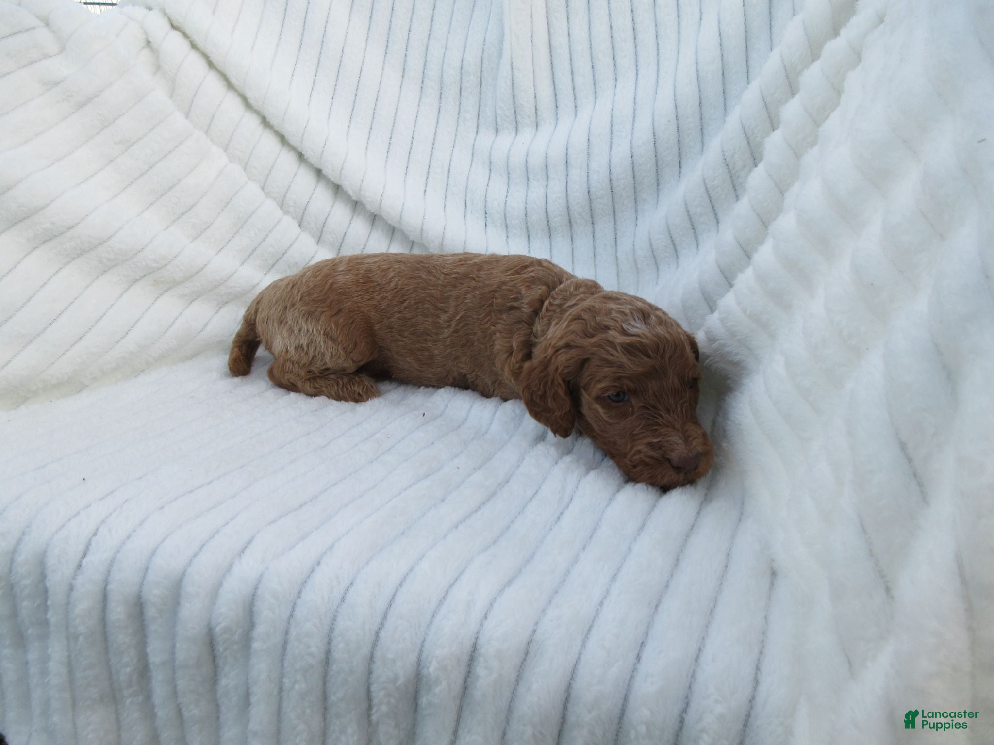 Goldendoodle dogs Basil - Ad 1
