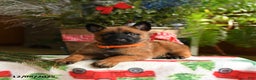 Belgian Malinois dogs for sale: Tangerine - Ad 2