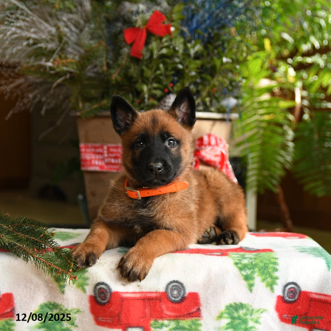 Belgian Malinois dogs for sale: Tangerine - Ad 2