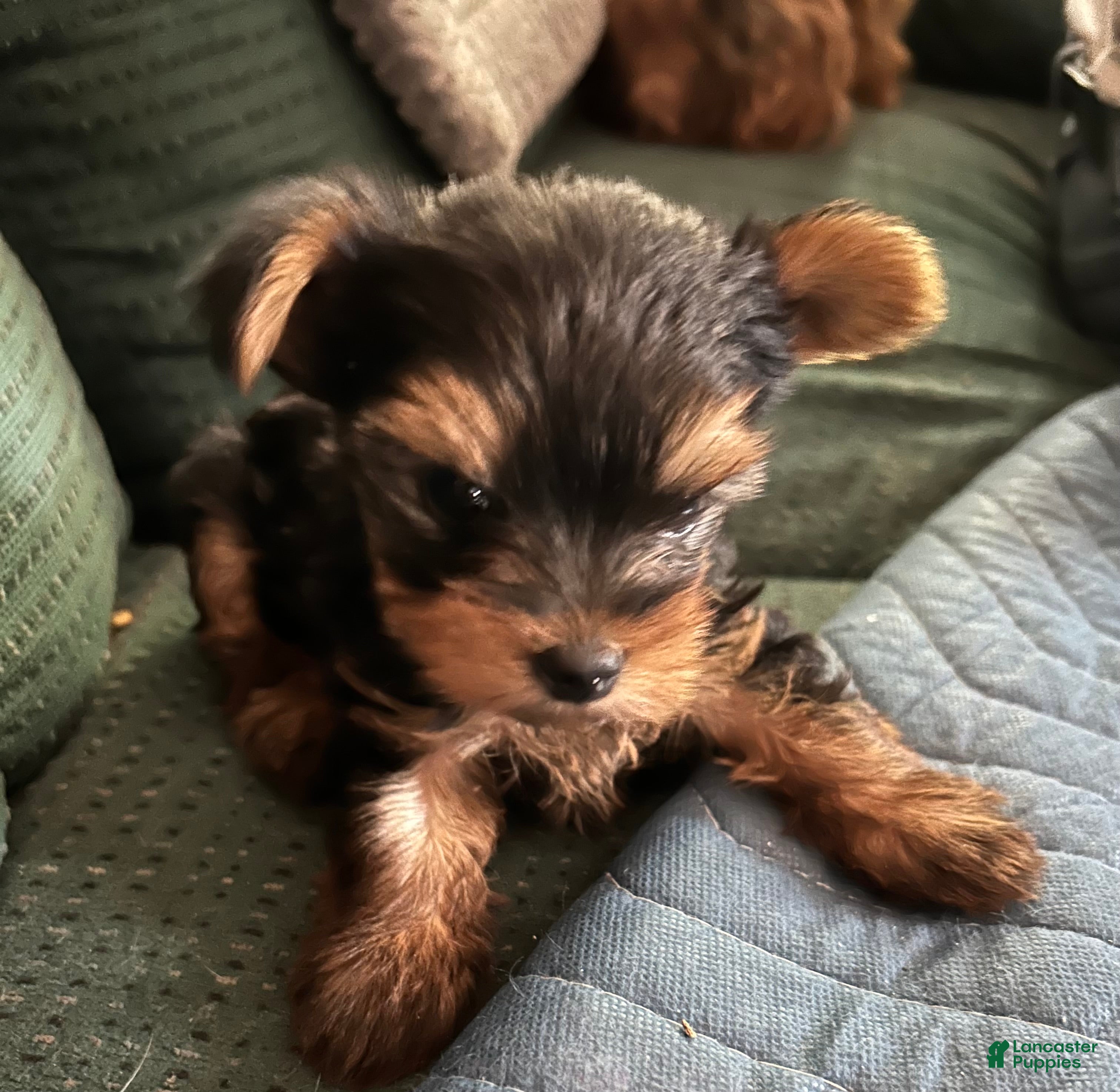 Yorkshire Terrier dogs Yorkshire Terrier Puppy 1 - Ad 1