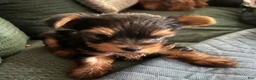 Yorkshire Terrier dogs for sale: Yorkshire Terrier Puppy 1 - Ad 1