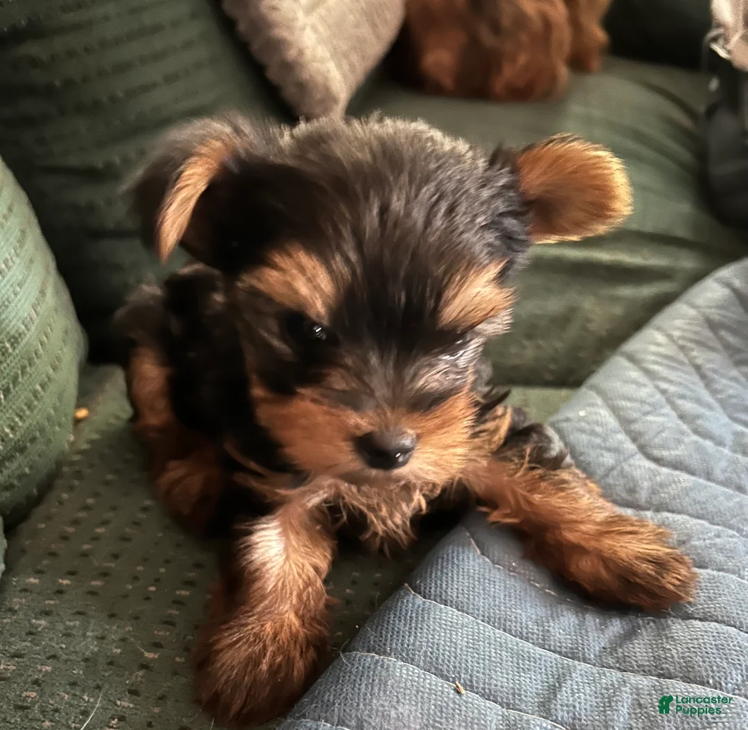 Yorkshire Terrier dogs for sale: Yorkshire Terrier Puppy 1 - Ad 1