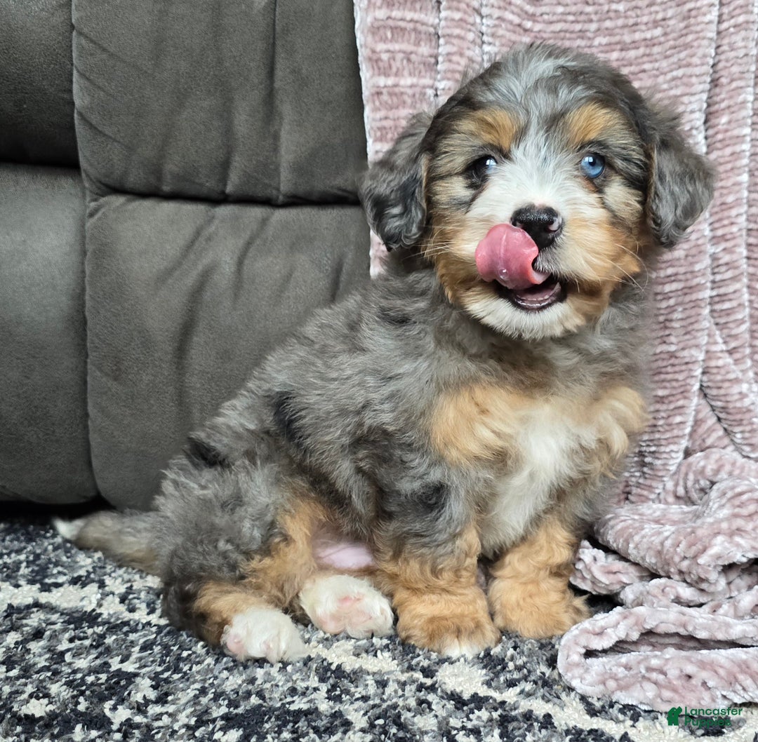 Mini Bernedoodle dogs for sale: Mini Watts - Ad 45