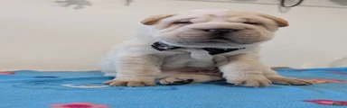 Puppy 5