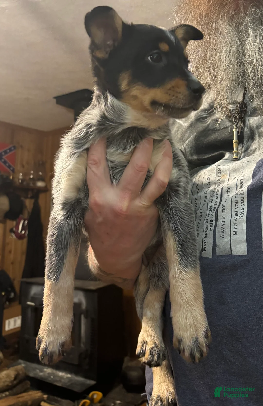 Australian Cattle Dog dogs for sale: Jigsaw - Ad 5
