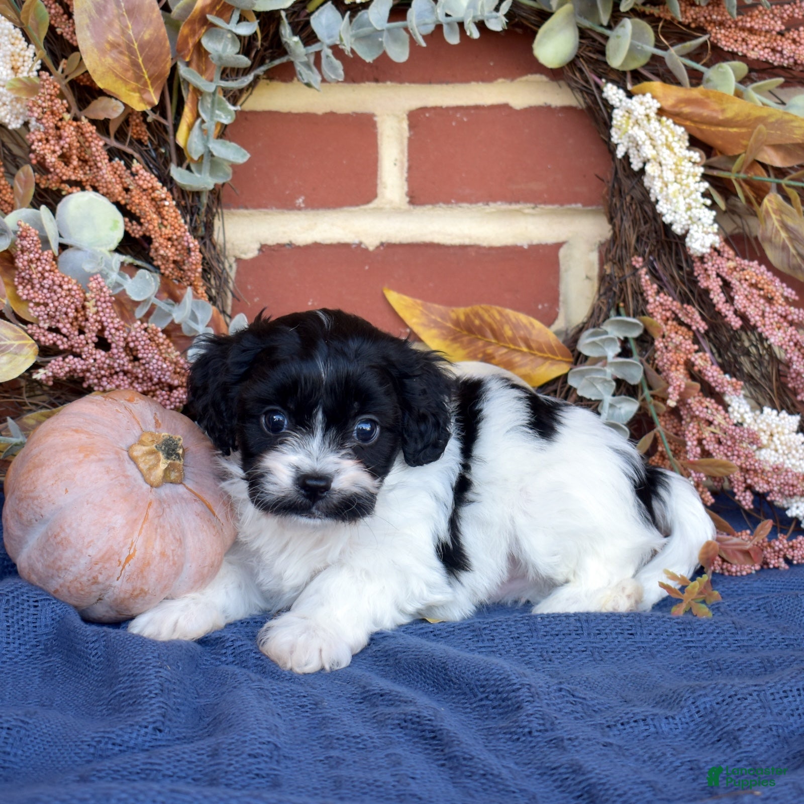 Cavachon dogs for sale: Barnaby - Ad 1