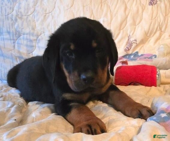 Rottweiler dogs Squeak - Ad 41