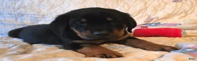 Squeak