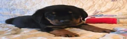 Rottweiler dogs for sale: Squeak - Ad 1