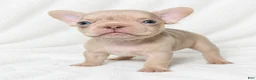 French Bulldog dogs for sale: Adak  - Ad 4