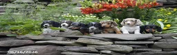Miniature Dachshund dogs for sale: Rocket - Ad 4