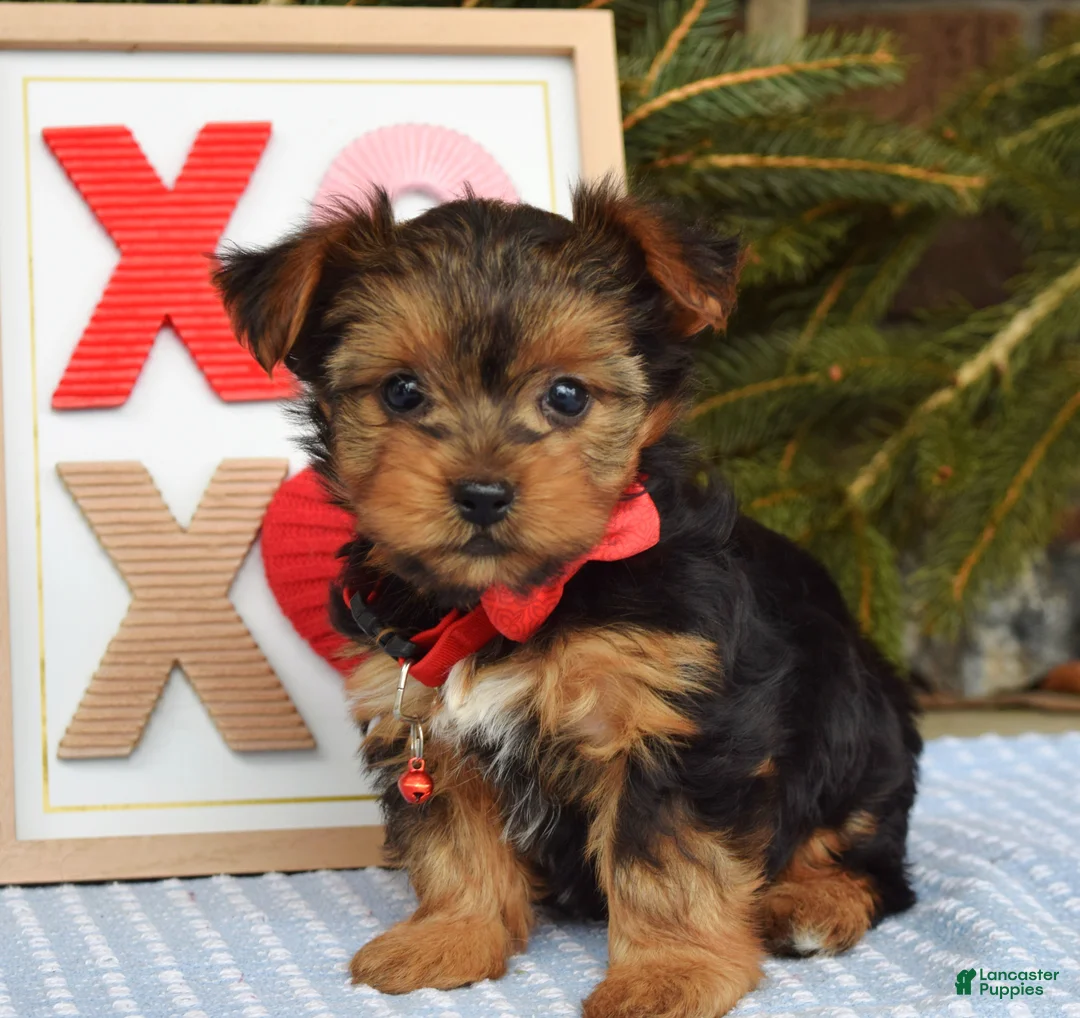 Yorkshire Terrier dogs for sale: Paisley  - Ad 7