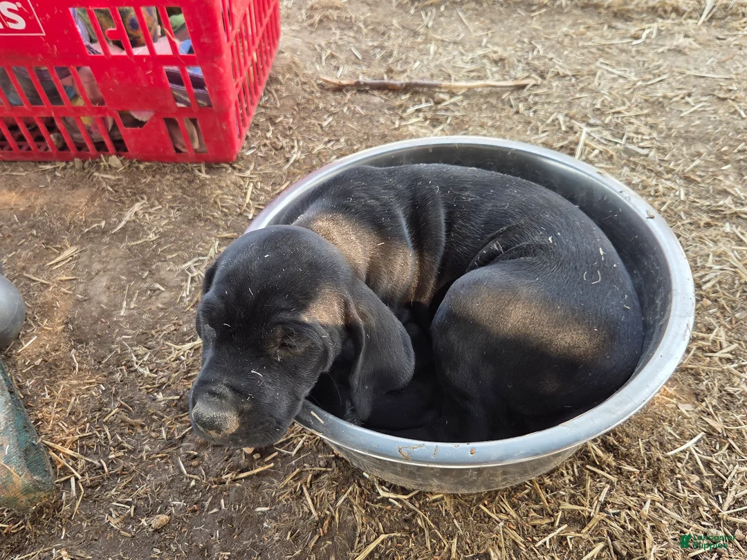German Shorthaired Pointer dogs for sale: Mini Me - Ad 2