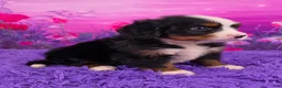 Miniature Bernese Mountain Dog dogs for sale: Liam - Ad 2