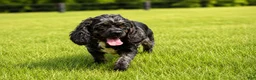 Cocker Spaniel dogs for sale: Dakota 🐶💙 - Ad 17