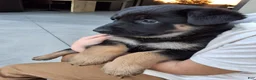 German Shepherd dogs for sale: Skye - Ad 12