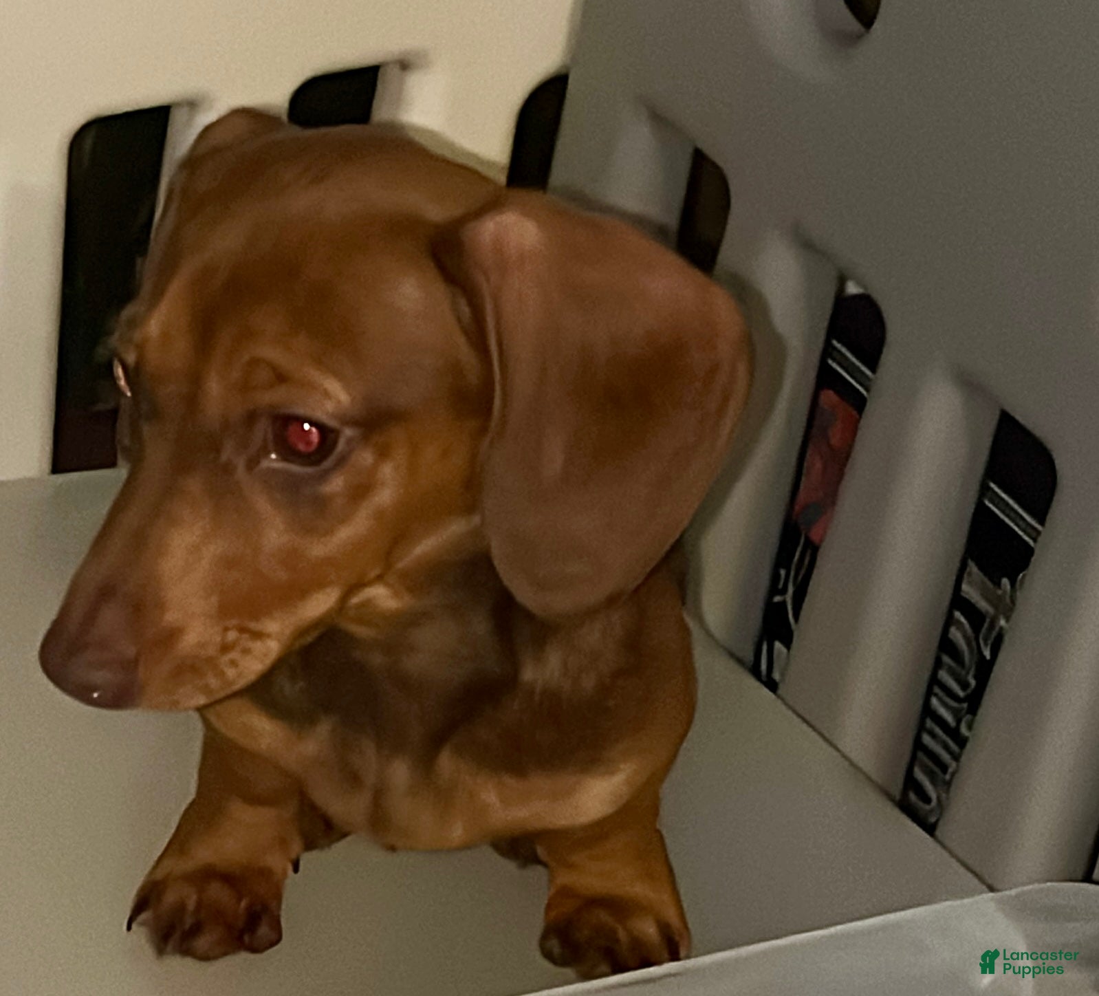 Dachshund dogs Dachshund Puppy 1 - Ad 2