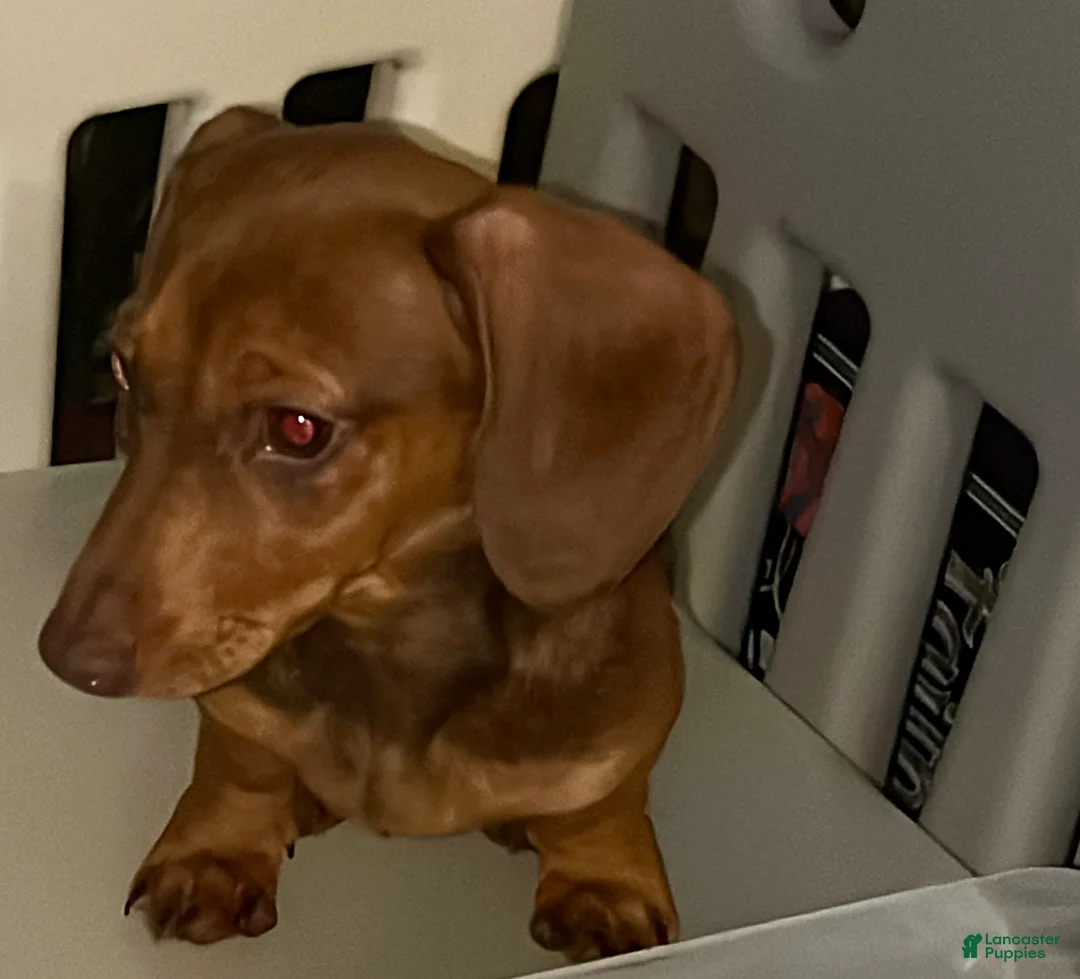 Dachshund dogs for sale: Dachshund Puppy 1 - Ad 1